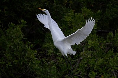 Great White Egret. IMG_2588.jpg