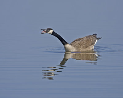 Canadian Goose IMG_2153.jpg