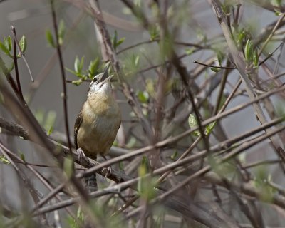 Carolina Wren. IMG_6422.jpg