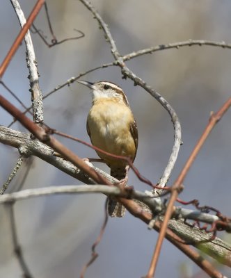 Carolina Wren. IMG_6278.jpg