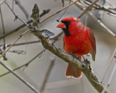Cardinal. IMG_7154.jpg