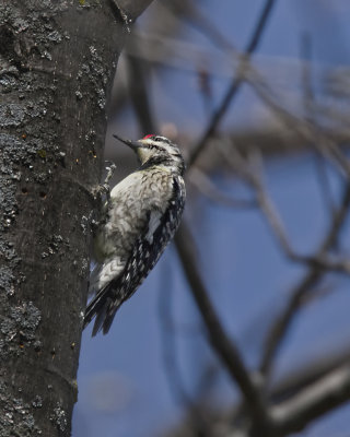 Woodpecker. IMG_7933.jpg