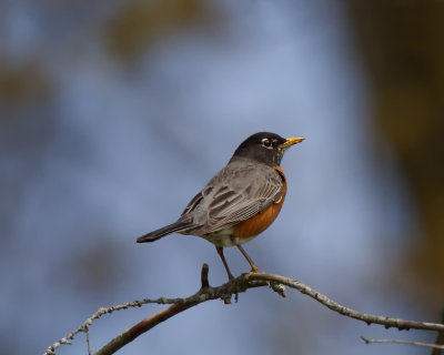 Robin IMG_9318.jpg