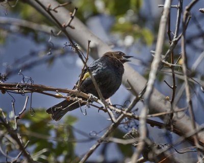 Brown Headed Cowbird IMG_9815.jpg