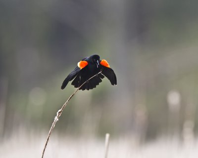 Red Winged Blackbird IMG_9968.jpg