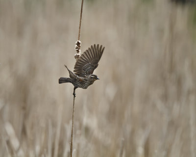 Red Winged Blackbird Female IMG_9906.jpg