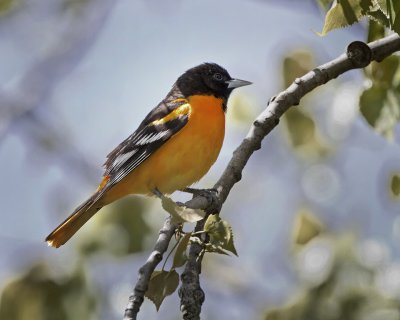 Baltimore Oriole IMG_0379.jpg