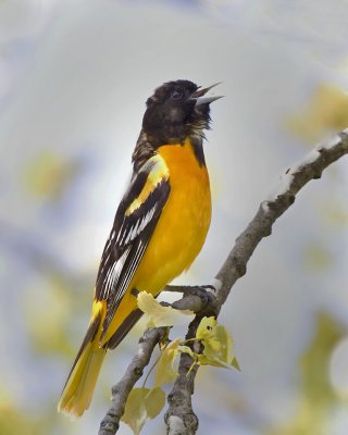 Baltimore Oriole. IMG_0380.jpg