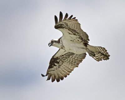 Osprey. IMG_0225.jpg