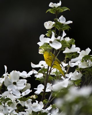 Yellow Warbler IMG_0626.jpg