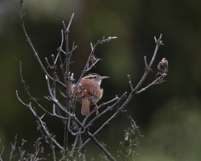 Carolina Wren IMG_0843.jpg