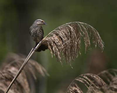 Red Winged Blackbird Female  IMG_0033.jpg