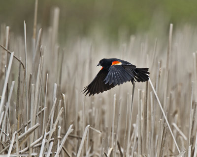 Red Winged Blackbird IMG_9929.jpg