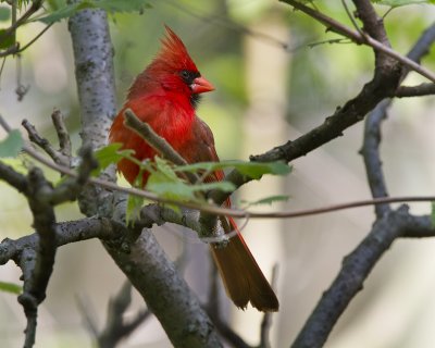 Cardinal IMG_9119.jpg