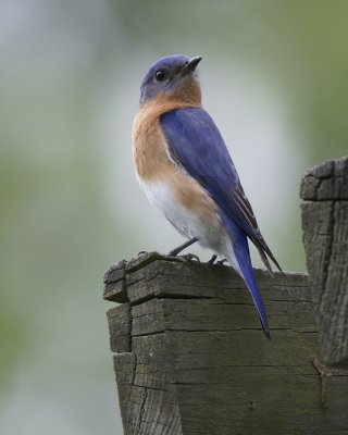 Eastern Blurbird IMG_9207.jpg