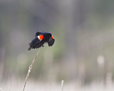 Red Winged Blackbird IMG_9959.jpg