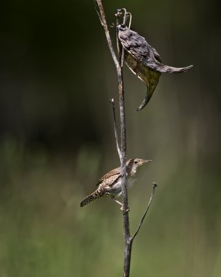 House Wren. IMG_9348.jpg