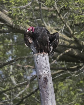Turkey Vulture IMG_1081.jpg