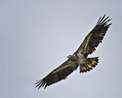 Bald Eagle Juvenile. IMG_0074.jpg