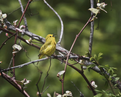 Yellow Warbler. IMG_0607.jpg