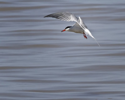 Common Tern IMG_9184.jpg