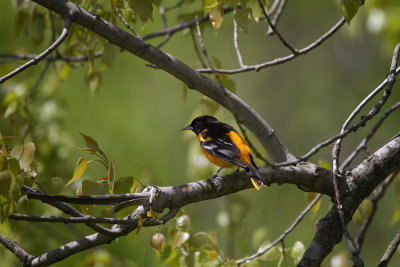 Baltimore Oriole IMG_0331.jpg