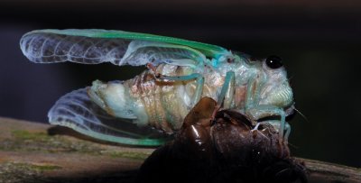 Cicada