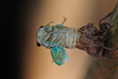 Cicada