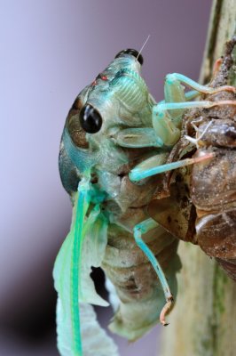 Cicada