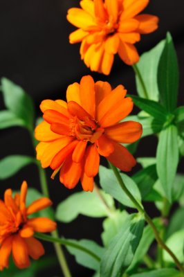 F
