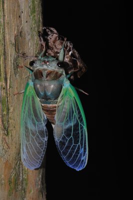 Cicada