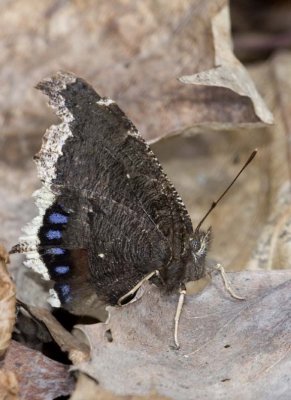 MourningCloak25R.jpg