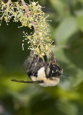 Bumblebee25R.jpg