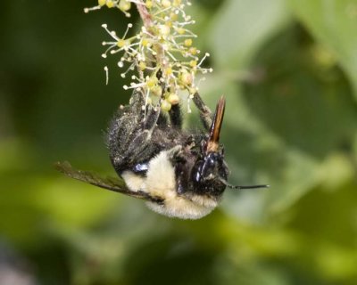 Bumblebee26R.jpg
