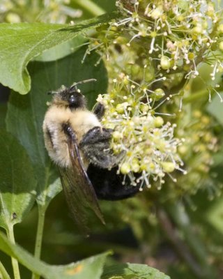 Bumblebee30R.jpg