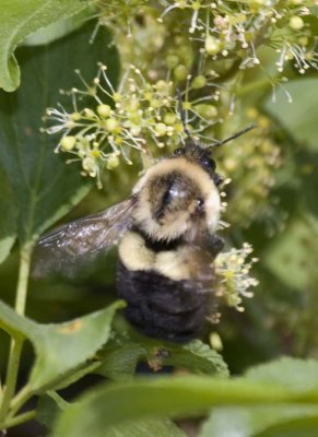 Bumblebee34R.jpg