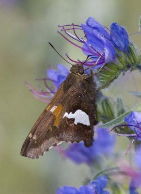 SilverSpottedSkipper19R.jpg