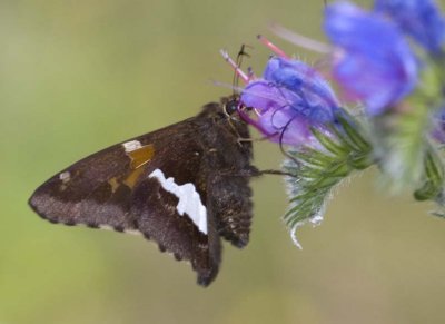 SilverSpottedSkipper20R.jpg
