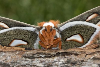 CecropiaSilkMoth15R.jpg