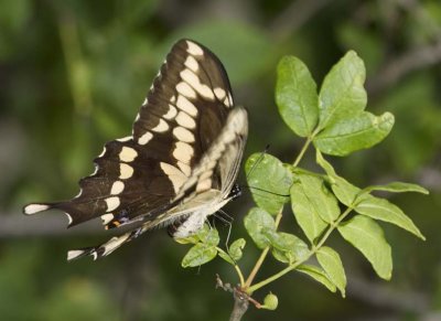 GiantSwallowtail64R.jpg