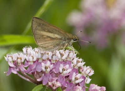 BroadwingSkipper6R.jpg