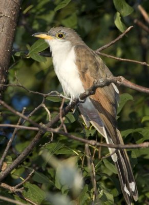 YellowBilledCuckoo7R.jpg