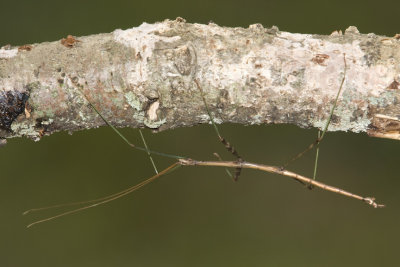 NorthernWalkingstick1R.jpg