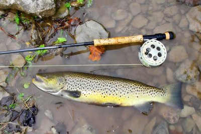 BrownTrout91.jpg