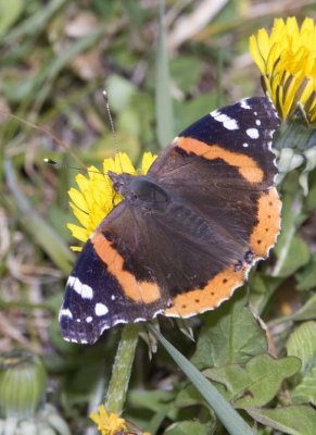 RedAdmiral50R.jpg