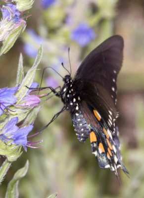 PipevineSwallowtail10R.jpg