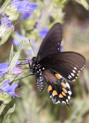 PipevineSwallowtail11R.jpg