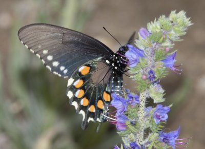 PipevineSwallowtail9R.jpg