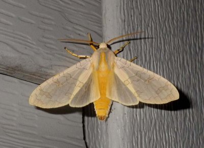 BandedTussockMoth1.jpg