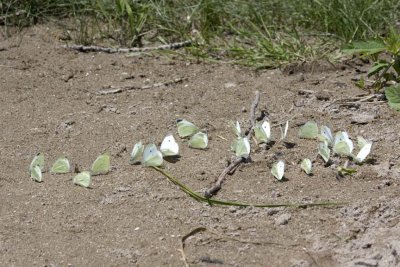CabbageWhiteButterfly10R.jpg